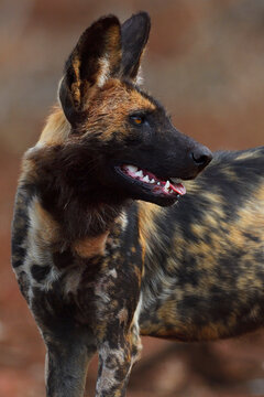African Wild Dog / Painted Dog, (Lycaon pictus) Zimanga Private Nature Reserve, KwaZulu Natal, South Africa
