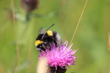 Bourdon sur fleur de trèfle