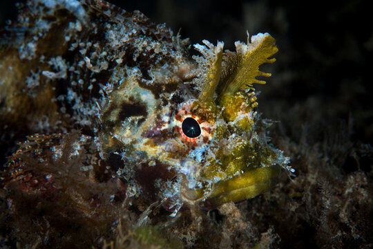  Mozambique scorpionfish (Parascorpaena mossambica) with distinctive horns. Xiaoliuqiu Island, Taiwan
