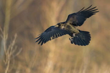 Bird Common Raven Corvus corax, dark style big black scary bird flying, Helloween
