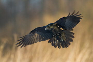 Bird Common Raven Corvus corax, dark style big black scary bird flying, Helloween