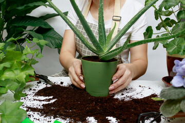 The process of transplanting Aloe Vera into a pot. Growing succulents at home