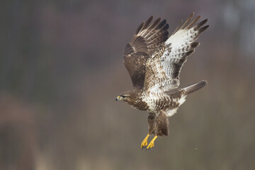 landing Common buzzard Buteo buteo in the fields in winter snow, buzzards in natural habitat, hawk bird on the ground, predatory bird close up winter bird