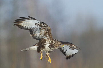 landing Common buzzard Buteo buteo in the fields in winter snow, buzzards in natural habitat, hawk bird on the ground, predatory bird close up winter bird