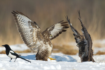 landing Common buzzard Buteo buteo in the fields in winter snow, buzzards in natural habitat, hawk bird on the ground, predatory bird close up winter bird