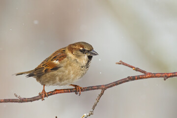 Bird - House sparrow Passer domesticus sitting on the branch