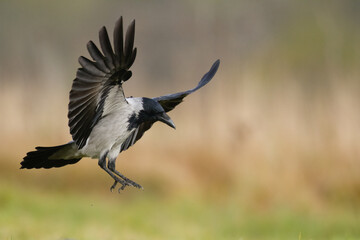 Bird Hooded Crow Corvus corone bird sitting on branch