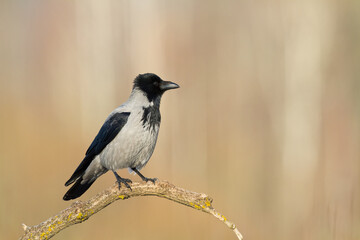 Bird Hooded Crow Corvus corone bird sitting on branch