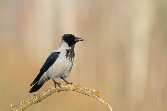 Bird Hooded Crow Corvus corone bird sitting on branch © Marcin Perkowski