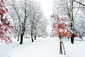 Landscape winter attack in city park, fresh snow on the trees with colourful leafs, Beautiful winter scenery