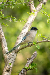 Close-up of a sitting, beautiful azure winged magpie