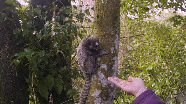 Macacos comendo banana