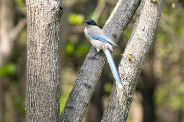 Close-up of a sitting, beautiful azure winged magpie
