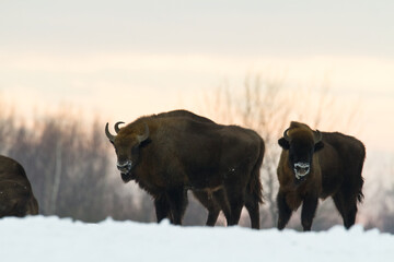 Mammals - wild nature European bison Bison bonasus Wisent herd standing on the winter snowy field North Eastern part of Poland, Europe Knyszynska Forest