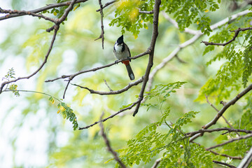 A Sooty-headed Bulbul on a branch a bird with hair style