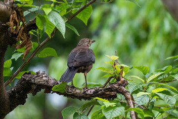 Close-up of a sitting common blackbird during spring time