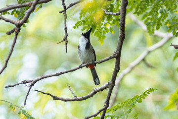 A Sooty-headed Bulbul on a branch a bird with hair style