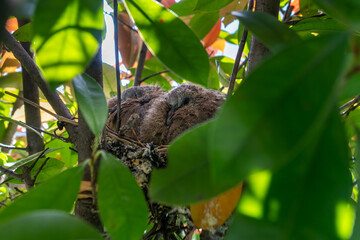 Close-up of a nestling of a common blackbird during spring time