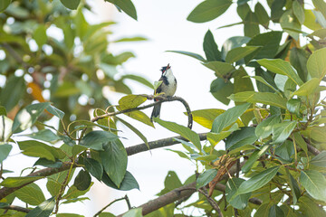A Sooty-headed Bulbul on a branch a bird with hair style