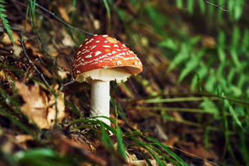 Close up view of fly agaric mushroom that is on the ground