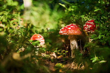 Three fly agaric mushrooms is on the ground in the forest
