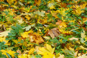 Multicolored maple leaves lie on the grass. Lawn with green grass covered with fallen yellow maple leaves. Red and yellow maple leaves in green grass. Autumn November in the park