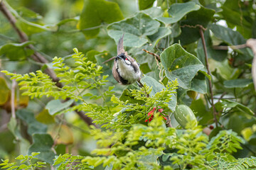 A Sooty-headed Bird Eating