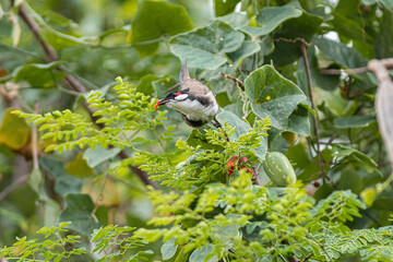 A Sooty-headed Bird Eating
