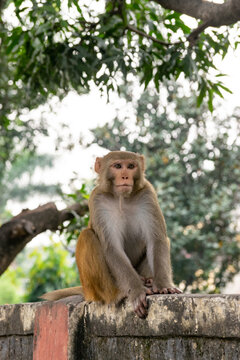 Adorable monkey in close proximity to the cities and among the people