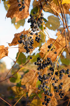Blurred image of bunches of blue grapes and autumn leaves.