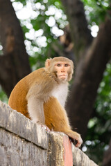 Adorable monkey in close proximity to the cities and among the people