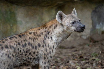 Obraz premium portrait for a spotted hyena