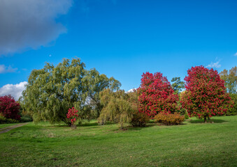 Line of colourful Trees in Fall