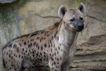 portrait  for a spotted hyena