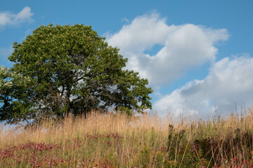 Obraz premium Tree and Field