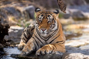 ranthambore wild male bengal tiger extreme close up Fine art image or portrait at ranthambore national park or tiger reserve rajasthan india - panthera tigris tigris