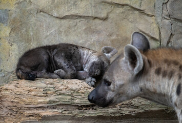 a sleeping baby spotted hyena being protected by her mother