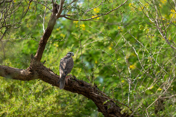 Laggar falcon or Falco jugger hunt and feasting Spiny tailed lizard or Uromastyx in claw in natural green background. Migratory bird of prey perched on a tree with lizard kill in forest of india asia