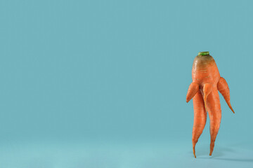 Fresh organic carrots on a blue background. A close up of the unusual carrots. Unusual crop of...
