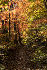 Fototapeta na wymiar 가을 단풍에 아름다워진 숲 속