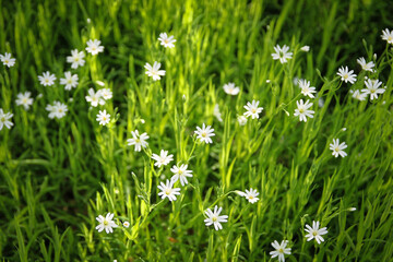 Obraz na płótnie Canvas Petites fleurs blanches dans l'herbe au printemps, vue de dessus
