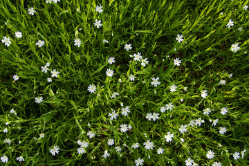 Petites fleurs blanches dans l'herbe au printemps, vue de dessus