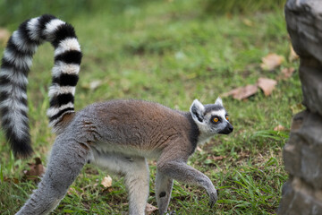 a ring lemur walking on grass ground © imphilip