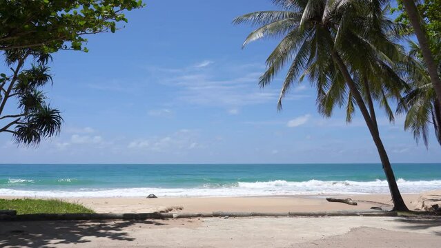 beach with palm trees. Coconut palm beach sunny. Tropical Palm tree island summer paradise.