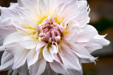 Grosse fleur blanche et rose pâle © MARIE