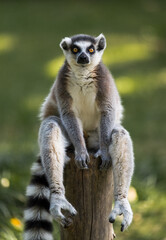 portrait for a sitting ring lemur © imphilip