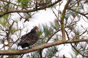 Cathartes aura and turkey vulture 