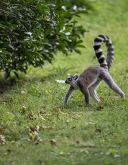 a ring lemur walking on grass ground © imphilip