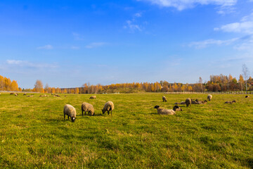 Sights of the Marino estate. Autumn views