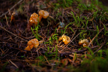 Jelly baby mushrooms in a Scottish forest